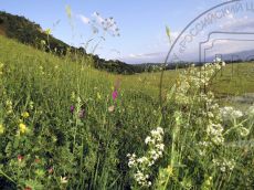 Голубянка-алькон_стация